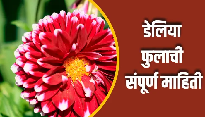 Dahlia Flower Information In Marathi