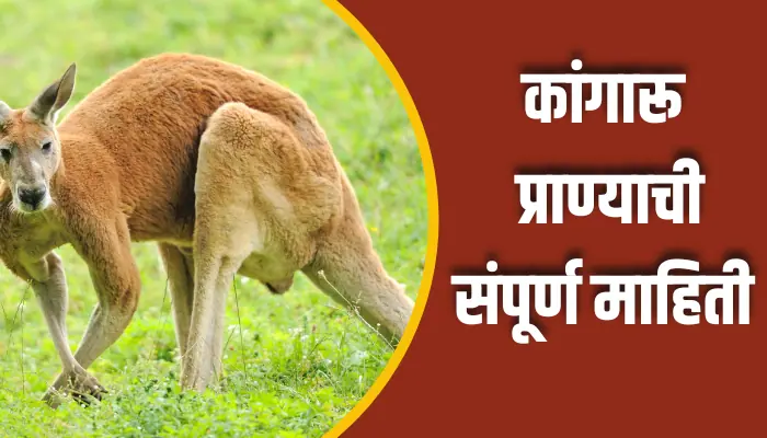 Kangaroo Animal Information In Marathi