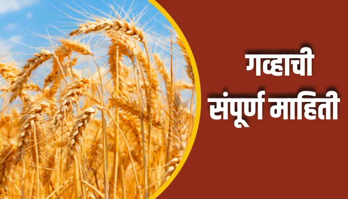 Wheat Information In Marathi