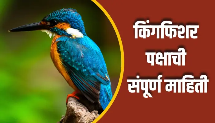 Kingfisher Bird Information In Marathi