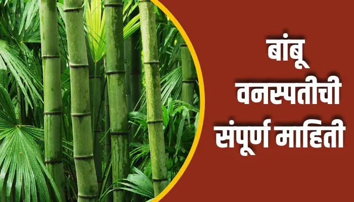 Bamboo Plant Information In Marathi