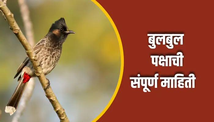 Bulbul Bird Information In Marathi