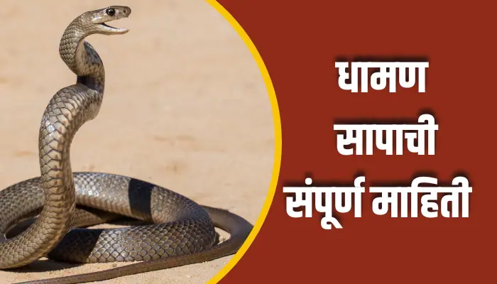  Dhamana Snake Information In Marathi