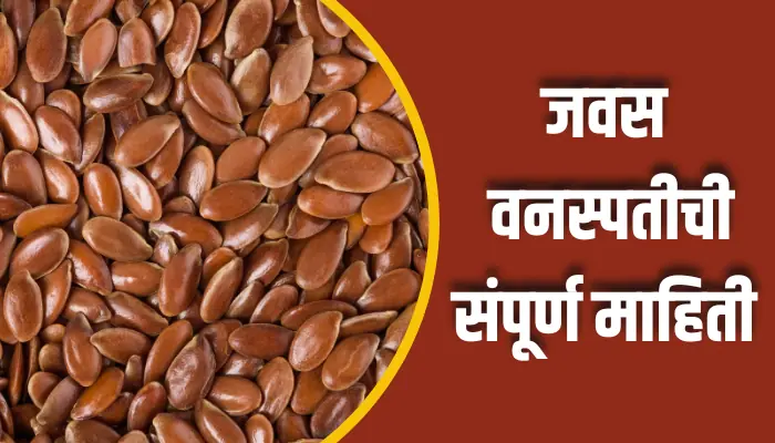 Flax Seed Information In Marathi