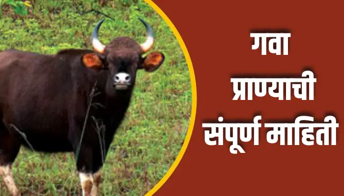 Gawa Animal Information In Marathi