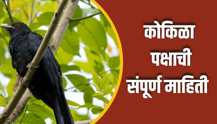 Koyal Bird Information In Marathi