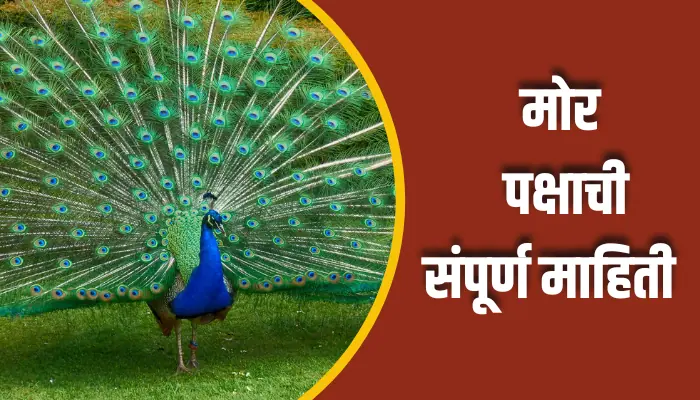 Peacock Bird Information In Marathi