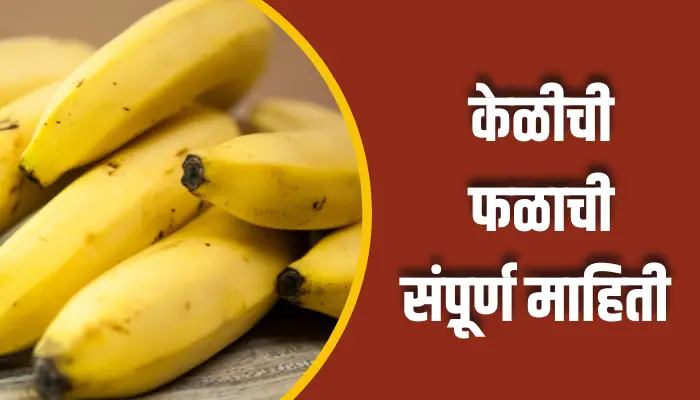 Banana Fruit Information In Marathi