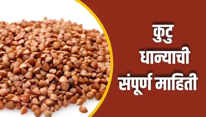 Buckwheat Information In Marathi