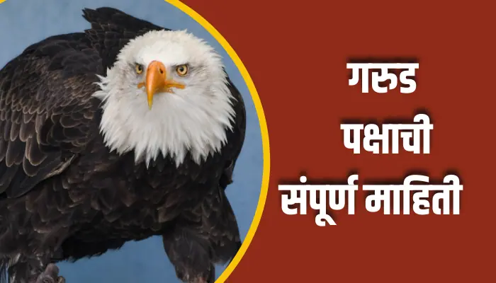 गरुड पक्षाची संपूर्ण माहिती Eagle Bird Information In Marathi 1