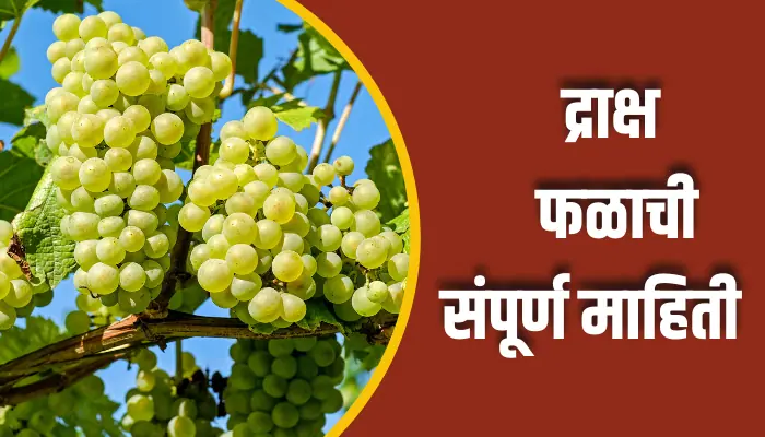  Grape Fruit Information In Marathi