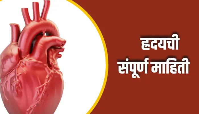  Heart Information In Marathi