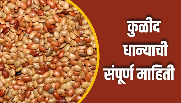 Horse Gram Information In Marathi