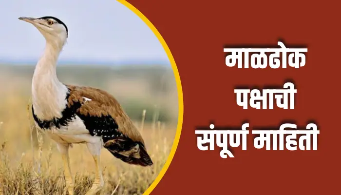 Maldhok Bird Information In Marathi