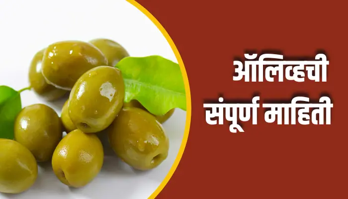 Olive Information In Marathi