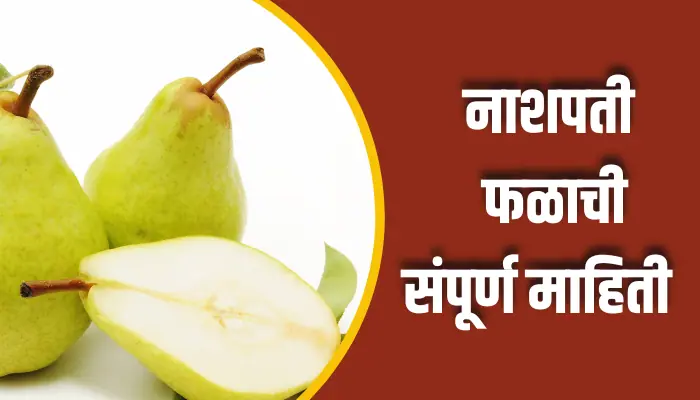 Pear Fruit Information In Marathi