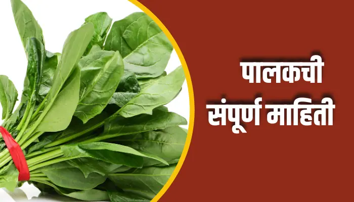 Spinach Information In Marathi