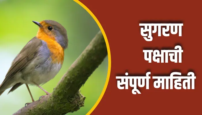 Sugaran Bird Information In Marathi