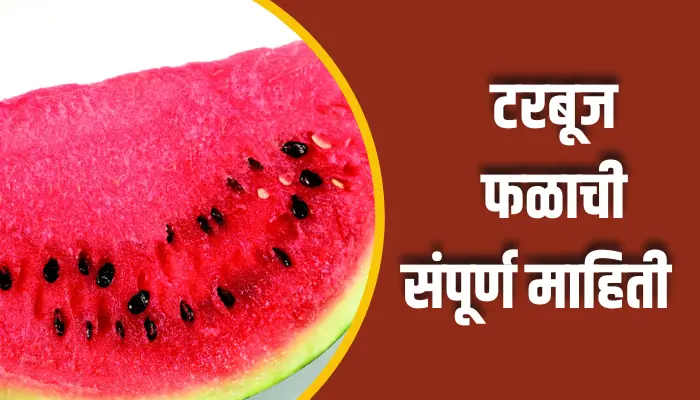 Watermelon Fruit Information In Marathi